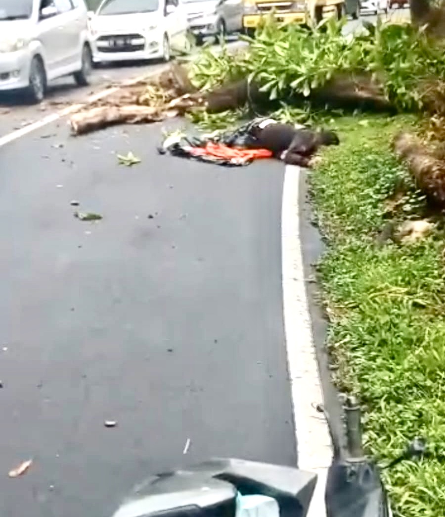 Pegawai di RSUD ODSK Tewas Tertimpa Pohon di Jalan Raya Manado-Tomohon, Pengendara Dihimbau Lebih Berhati-hati